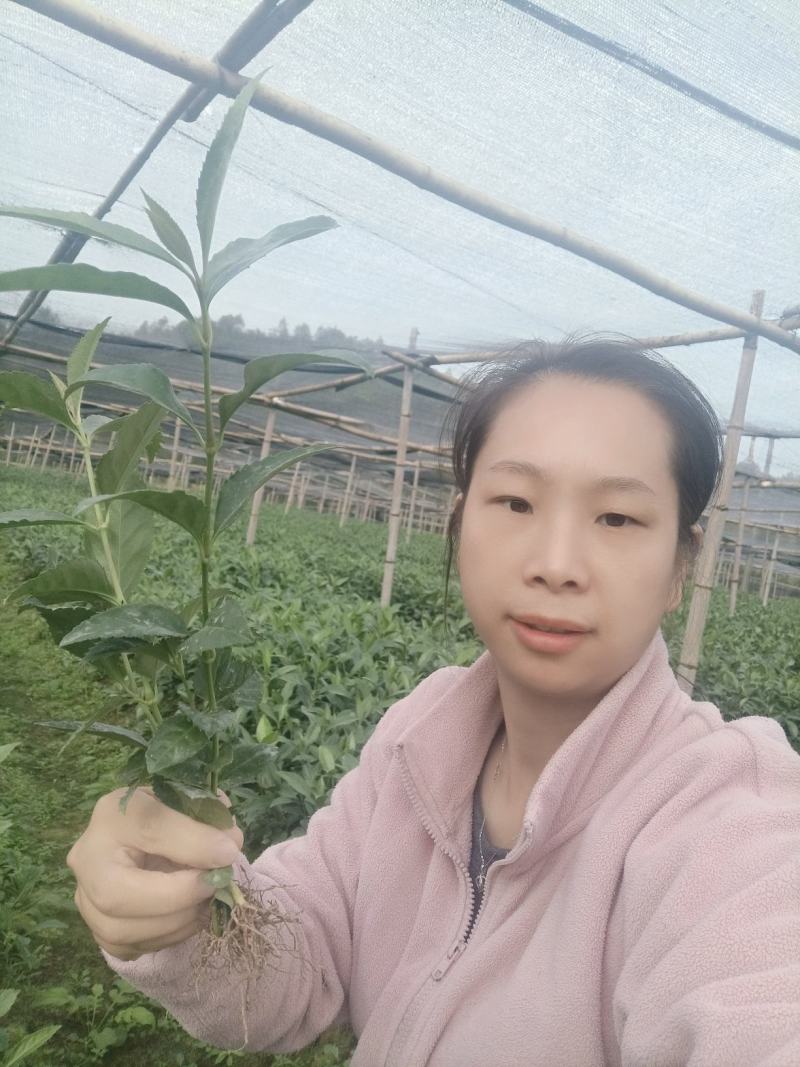 草珊瑚苗（有1年苗、2年苗）