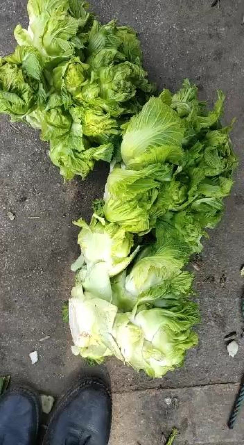 儿菜精品