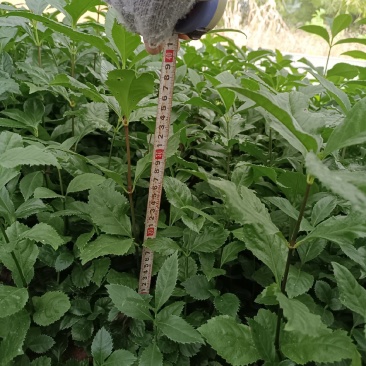 草珊瑚苗（有1年苗、2年苗）