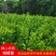 沃柑苗091正宗无核沃柑苗新诺096沃柑苗皮薄肉多化渣
