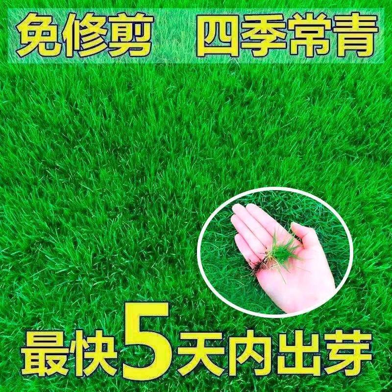 草坪种子绿化护坡四季青免修剪草种草籽庭院别墅路边黑麦草种