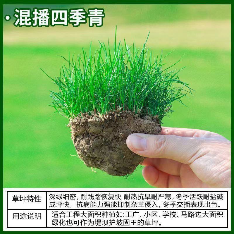 草坪种子绿化护坡四季青免修剪草种草籽庭院别墅路边黑麦草种