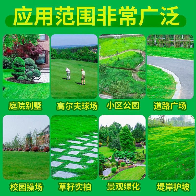 草坪种子绿化护坡四季青免修剪草种草籽庭院别墅路边黑麦草种