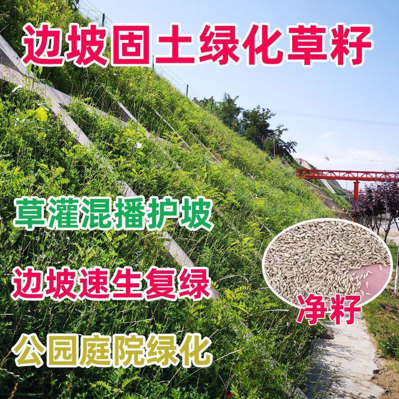 草坪种子绿化护坡四季青免修剪草种草籽庭院别墅路边黑麦草种