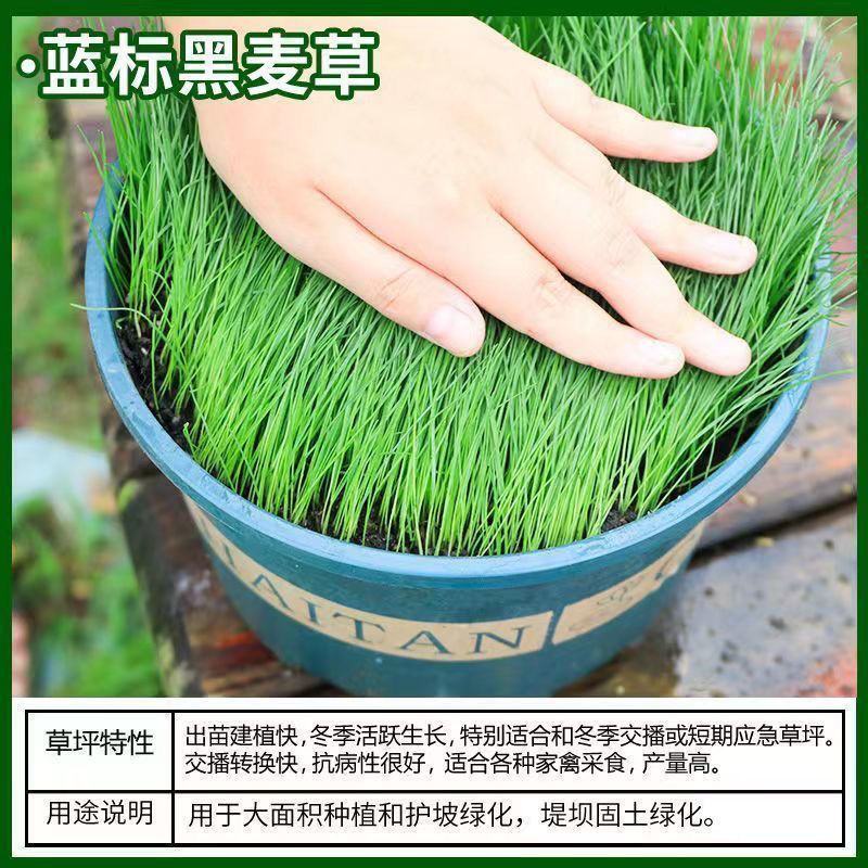 草坪种子绿化护坡四季青免修剪草种草籽庭院别墅路边黑麦草种