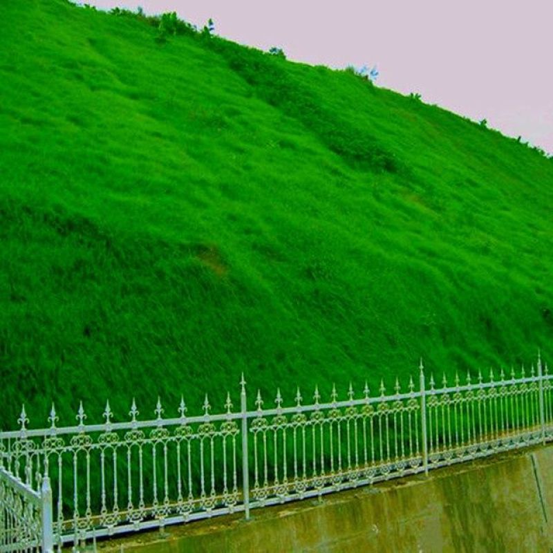 草坪种子绿化护坡四季青免修剪草种草籽庭院别墅路边黑麦草种