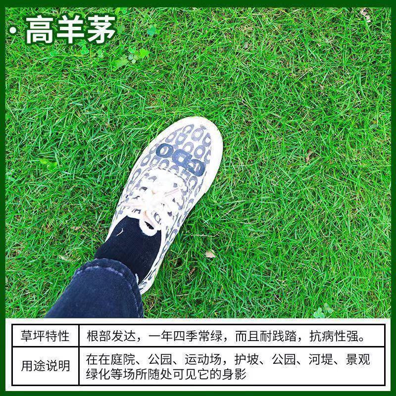 草坪种子绿化护坡四季青免修剪草种草籽庭院别墅路边黑麦草种