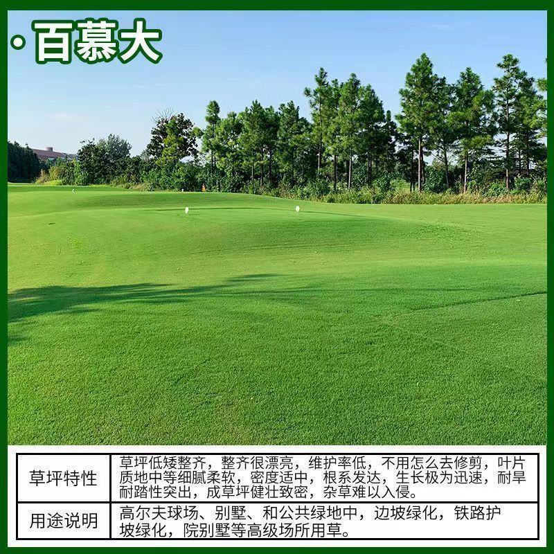草坪种子绿化护坡四季青免修剪草种草籽庭院别墅路边黑麦草种