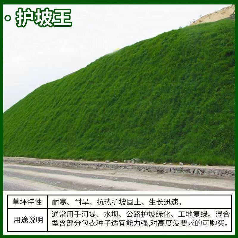 草坪种子绿化护坡四季青免修剪草种草籽庭院别墅路边黑麦草种