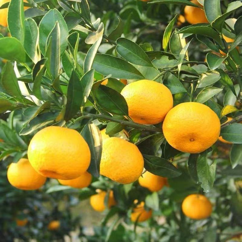 黄岩蜜橘苗黄岩蜜橘树苗无核纯甜口感皮薄汁水多香甜