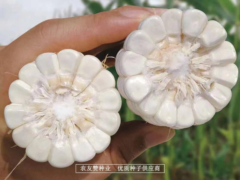 国审玉米澳甜糯75甜加糯玉米种子大棒鲜食白糯玉米种子高产