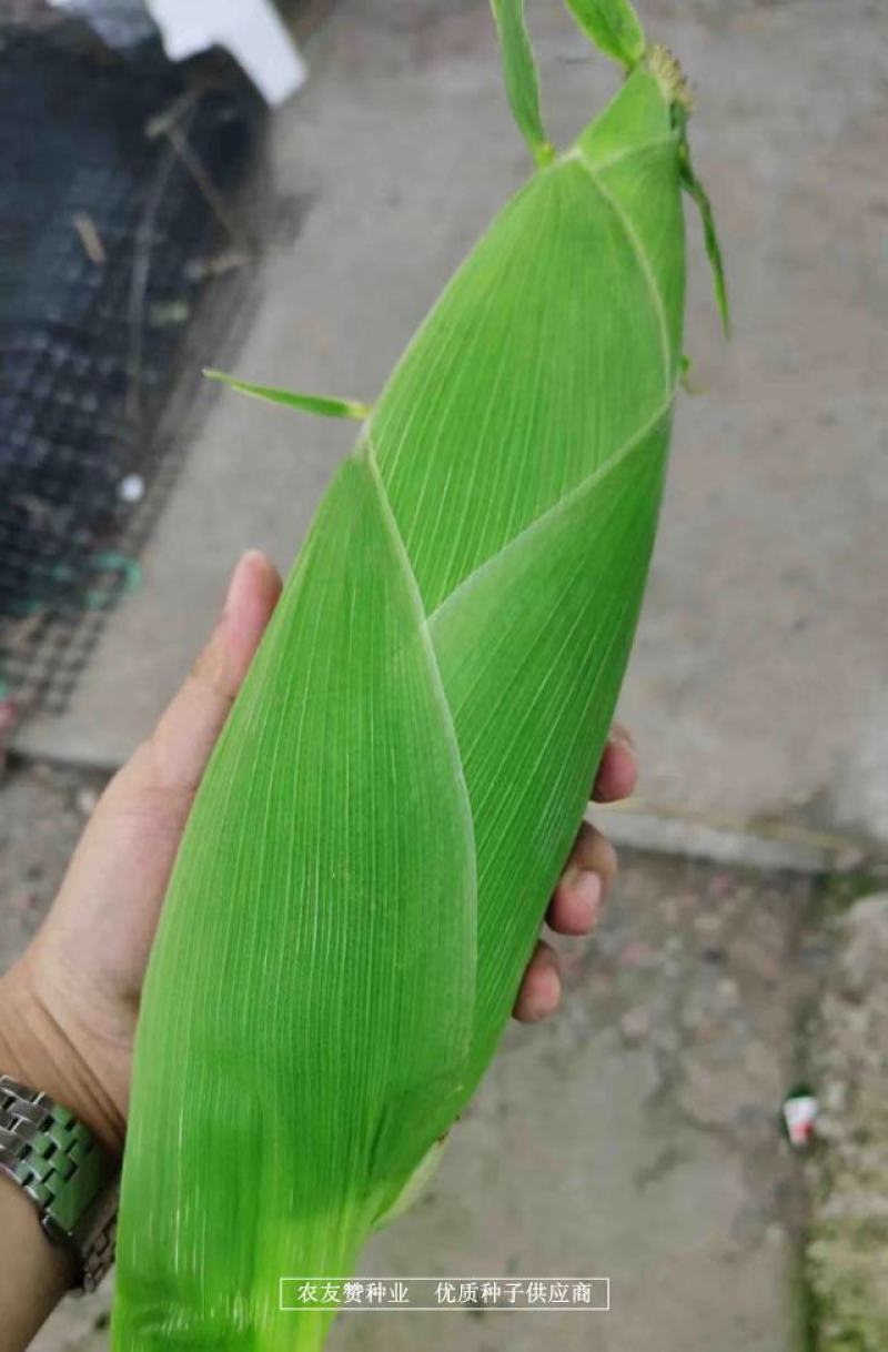 国审玉米澳甜糯75甜加糯玉米种子大棒鲜食白糯玉米种子高产
