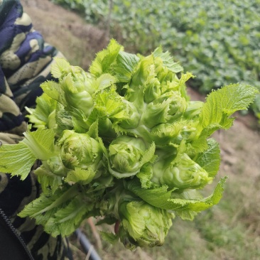 儿菜