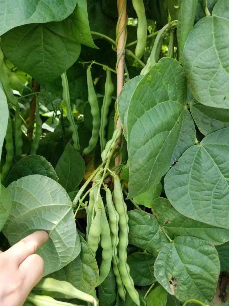 龙蔬长青肉豆种子四季豆种子农户农家庭院种植蔬菜豆角种子