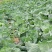 四川简阳莲花白圆白菜大量现货欢迎各地采购商前来采购