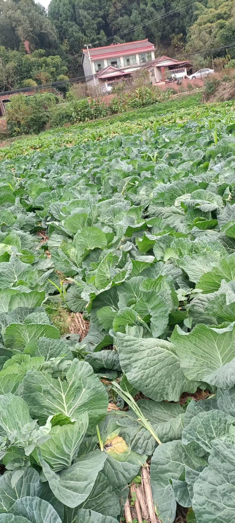 四川简阳莲花白圆白菜大量现货欢迎各地采购商前来采购