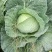 四川简阳莲花白圆白菜大量现货欢迎各地采购商前来采购