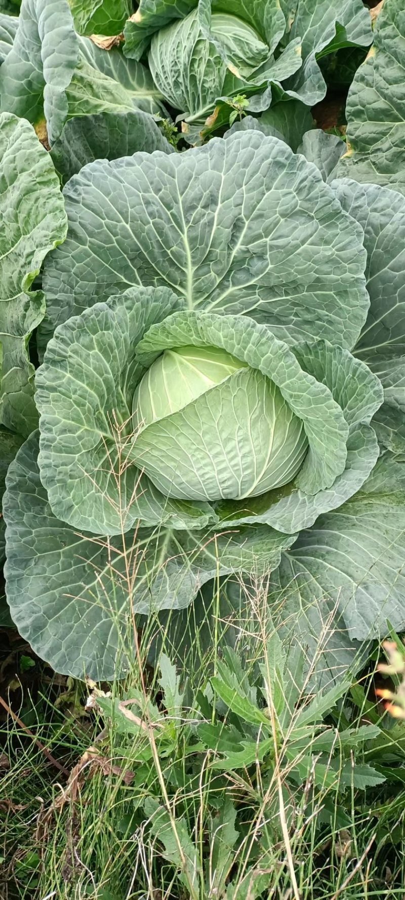 四川简阳莲花白圆白菜大量现货欢迎各地采购商前来采购