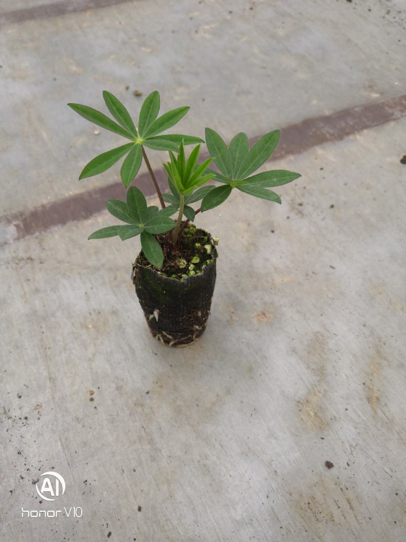 羽扇豆纸钵苗价格详谈