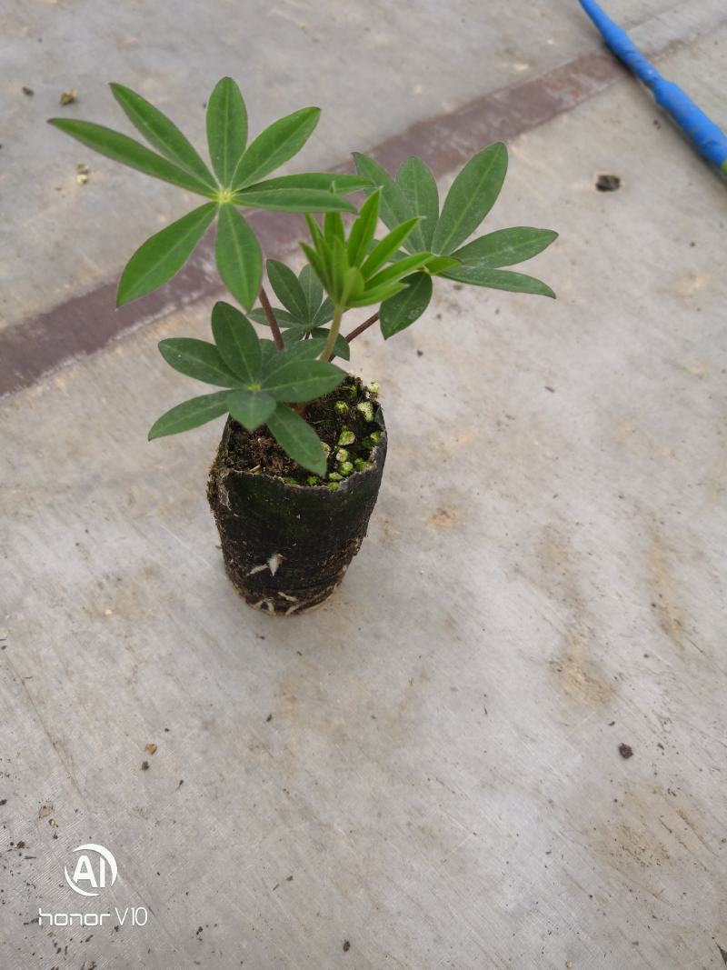 羽扇豆纸钵苗价格详谈