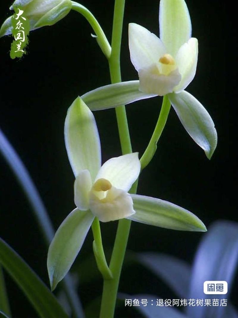 退役兵绿植兰花盆栽植物名贵兰花苞兰草四季兰花苗原土
