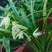 退役兵绿植兰花盆栽植物名贵兰花苞兰草四季兰花苗原土