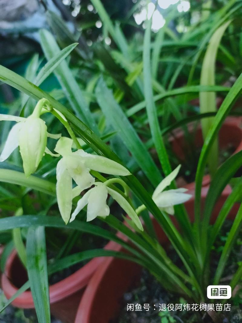 退役兵绿植兰花盆栽植物名贵兰花苞兰草四季兰花苗原土