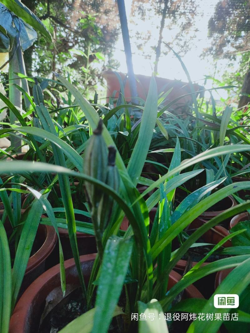 退役兵绿植兰花盆栽植物名贵兰花苞兰草四季兰花苗原土