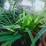 退役兵绿植兰花盆栽植物名贵兰花苞兰草四季兰花苗原土
