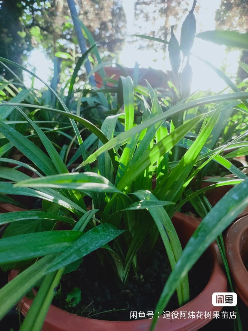 退役兵绿植兰花盆栽植物名贵兰花苞兰草四季兰花苗原土