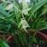 退役兵绿植兰花盆栽植物名贵兰花苞兰草四季兰花苗原土