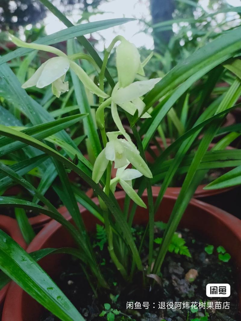 退役兵绿植兰花盆栽植物名贵兰花苞兰草四季兰花苗原土