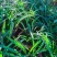 退役兵绿植兰花盆栽植物名贵兰花苞兰草四季兰花苗原土