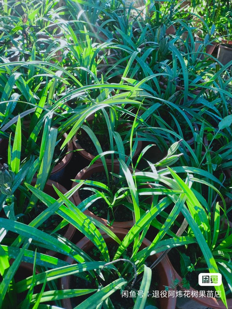 退役兵绿植兰花盆栽植物名贵兰花苞兰草四季兰花苗原土