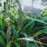 退役兵绿植兰花盆栽植物名贵兰花苞兰草四季兰花苗原土