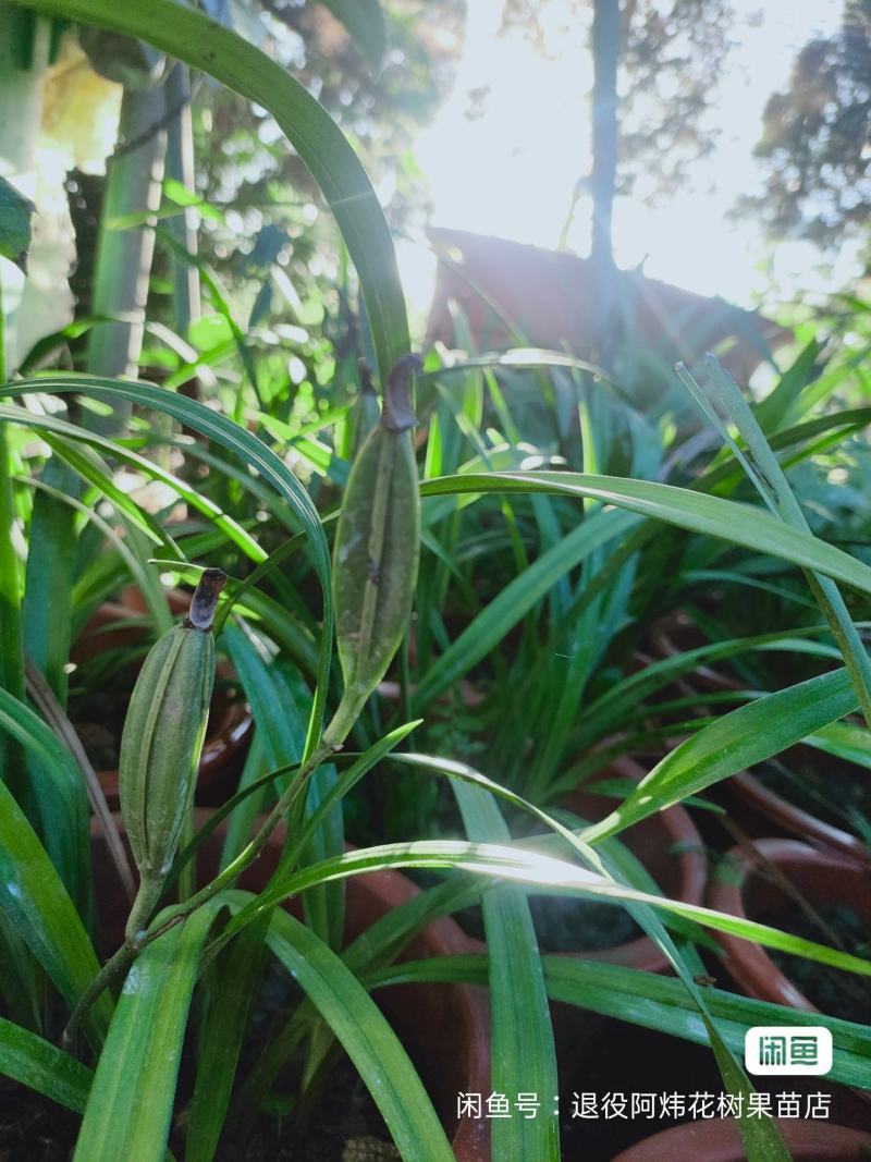 退役兵绿植兰花盆栽植物名贵兰花苞兰草四季兰花苗原土