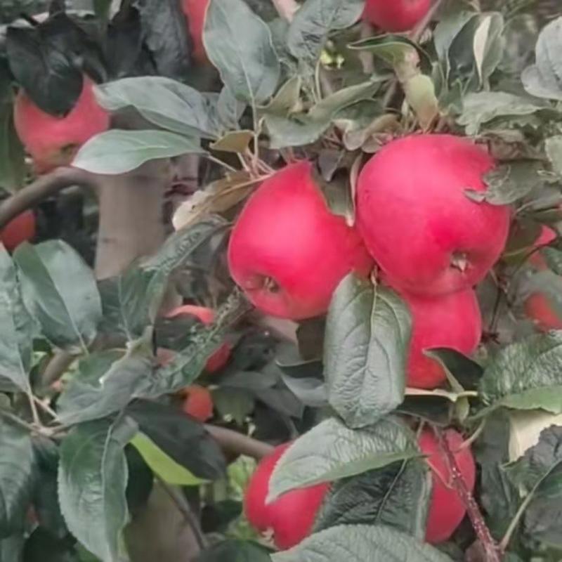 嫁接鲁丽红苹果苗成活率高提供技术指导服务包品种