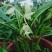 退役兵绿植兰花盆栽植物名贵兰花苞兰草四季兰花苗原土