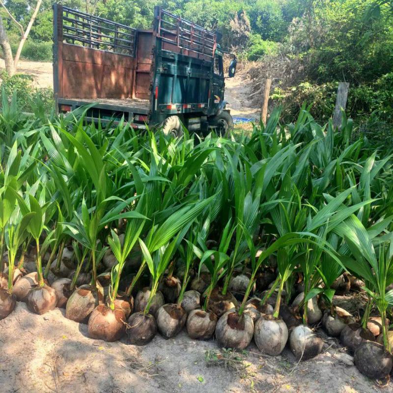 本地【椰子苗】基地直批一手货源，基地直供成活率高