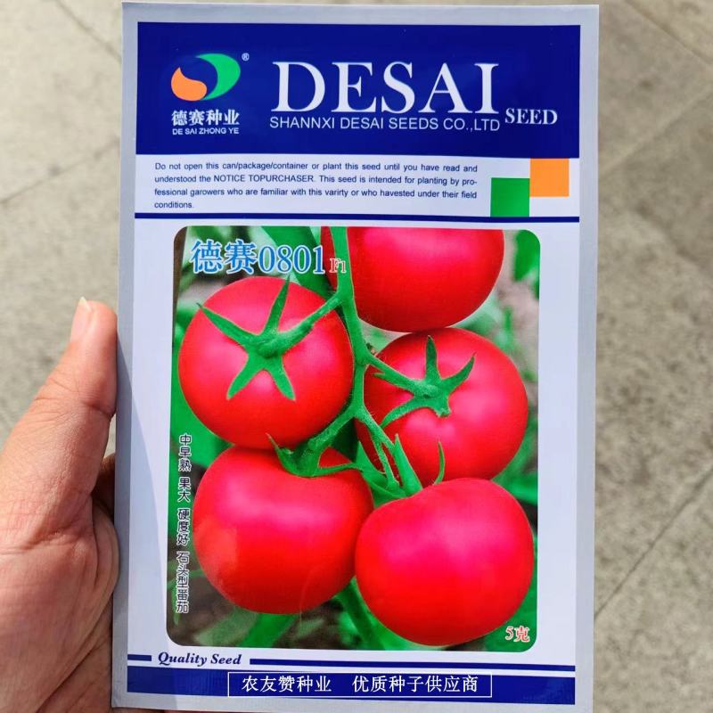 德赛0801石头型番茄种子荷兰引进粉红番茄种子西红柿种子