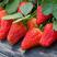 章姬草莓苗产地大量供应当年结果带土发货盆栽精选
