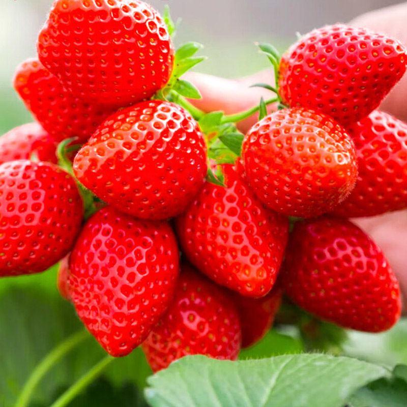 章姬草莓苗产地大量供应当年结果带土发货盆栽精选