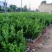 广东香水苗柠檬苗产地直销扦插苗嫁接苗杯苗