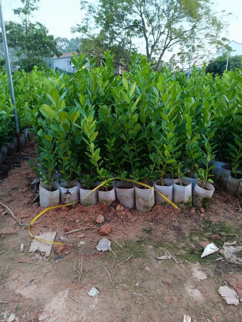 广东香水苗柠檬苗产地直销扦插苗嫁接苗杯苗