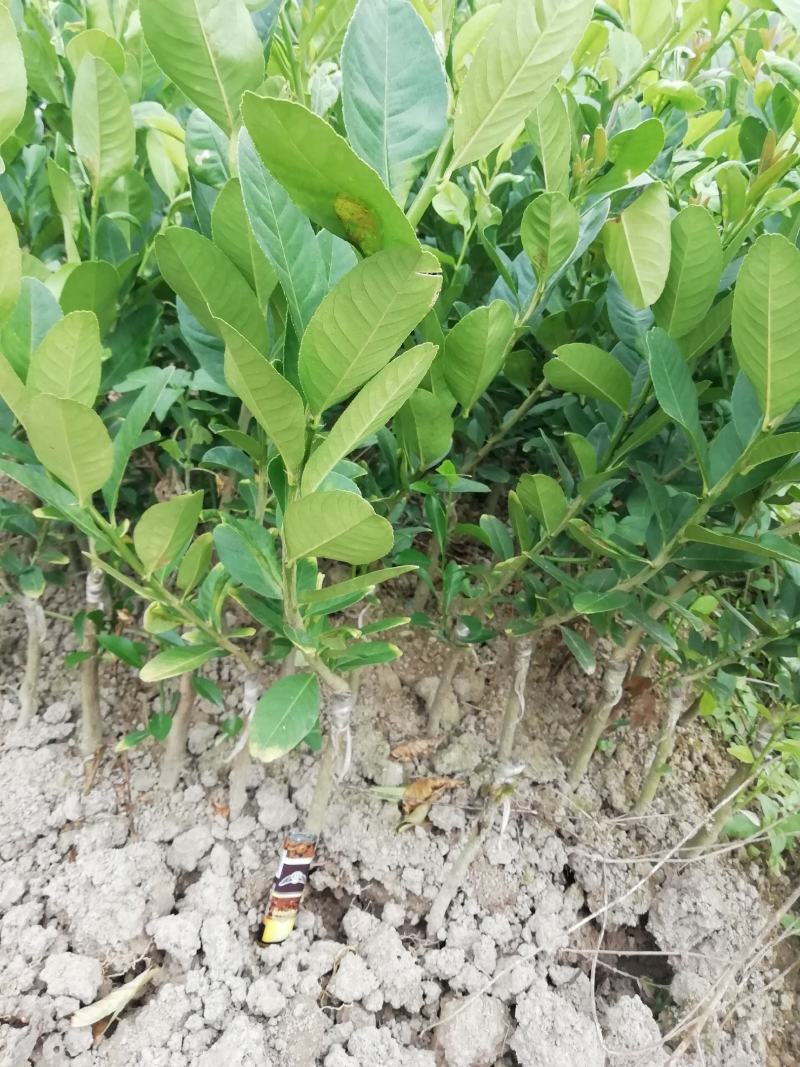 广东香水苗柠檬苗产地直销扦插苗嫁接苗杯苗