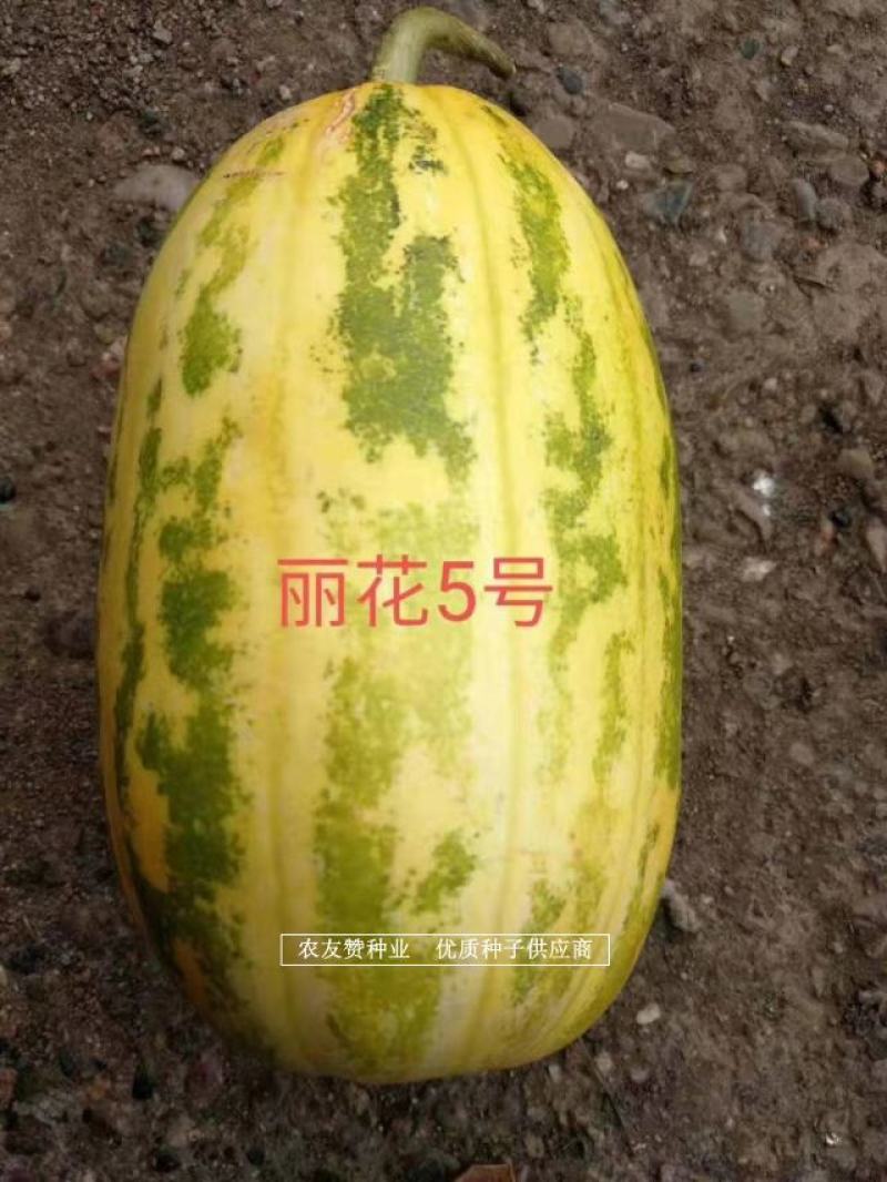 薄皮甜瓜种子杂交一代种早熟丽花5号香瓜种子椭圆形果肉白色