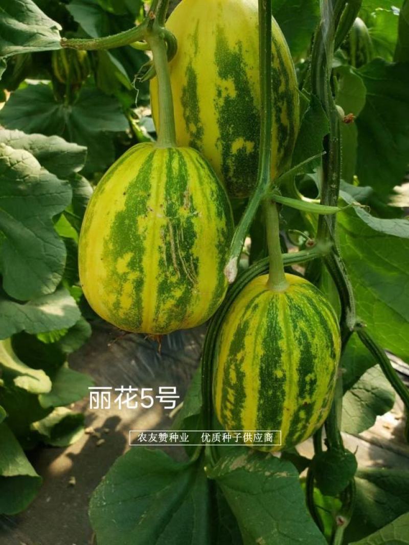 薄皮甜瓜种子杂交一代种早熟丽花5号香瓜种子椭圆形果肉白色