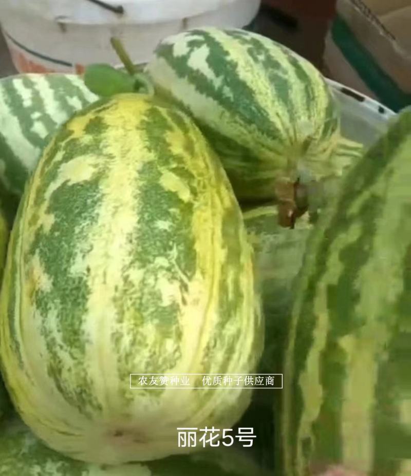 薄皮甜瓜种子杂交一代种早熟丽花5号香瓜种子椭圆形果肉白色