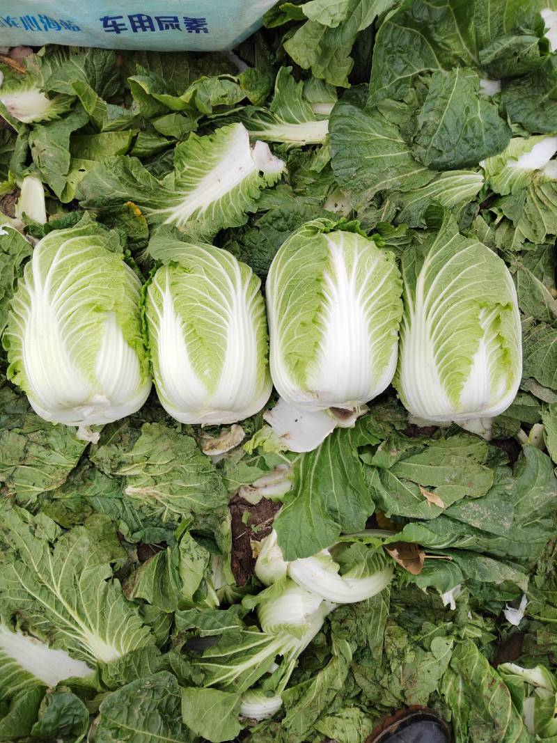 湖北黄心白菜各种品产地直发一手货价格便宜质量保证全国发货