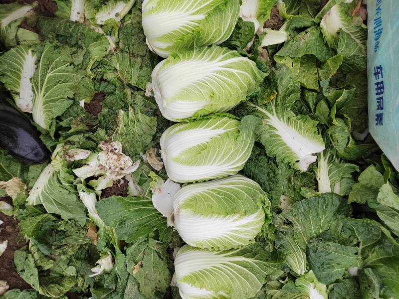 湖北黄心白菜各种品产地直发一手货价格便宜质量保证全国发货